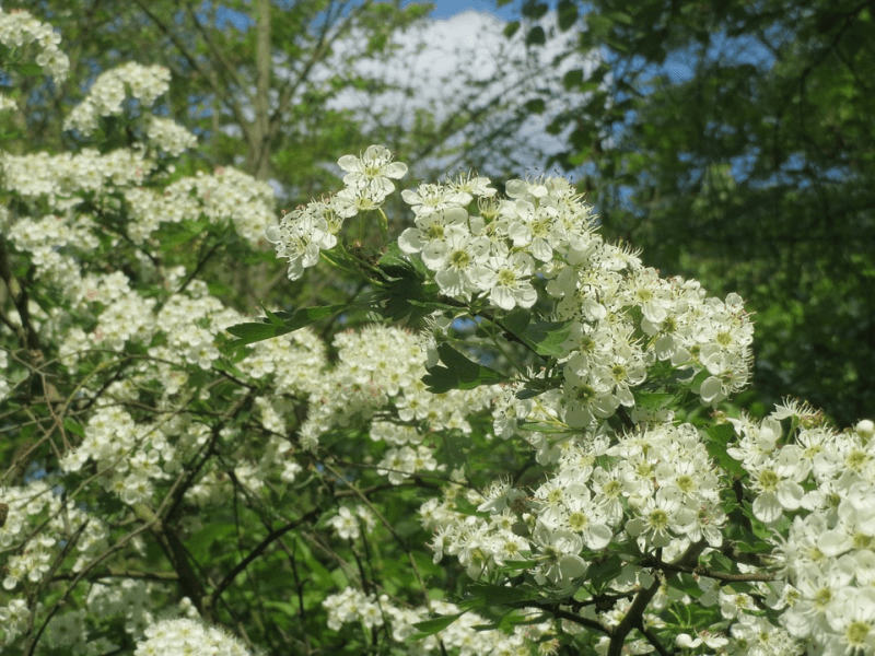 hawthorn plant with white blooms