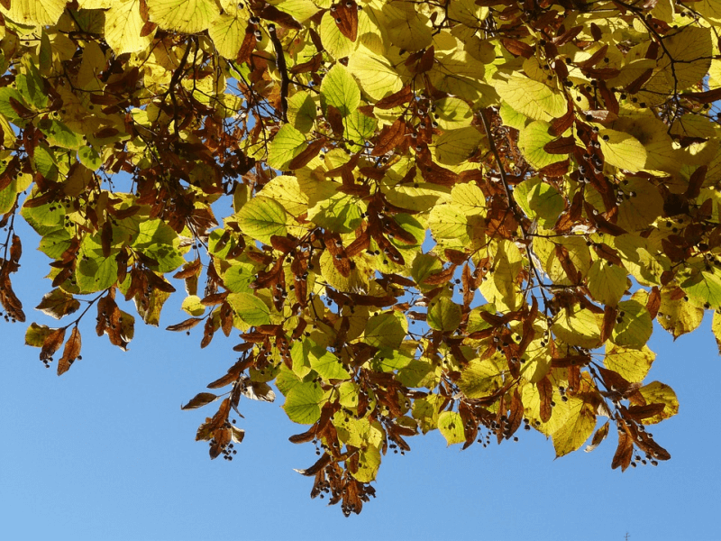 Leaves of a linden tree, a single-plant sleep remedy