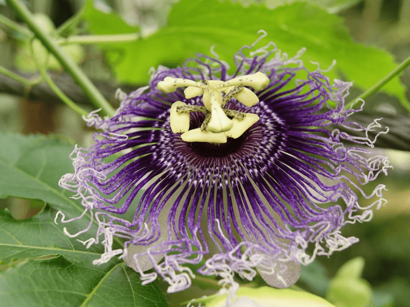 Close up shot of a passionflower, a natural american sleep remedy
