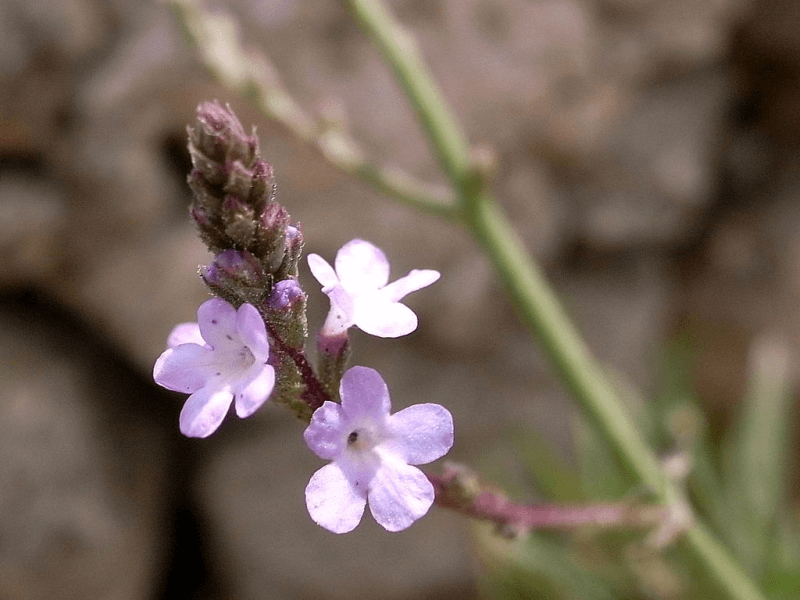  Close up shot of a vervain plant, a single-plant sleep remedy