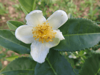 camellia sleep remedy