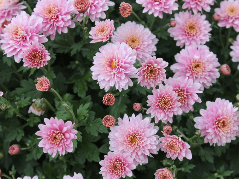 A bunch of chrysanthemums in bloom, up close