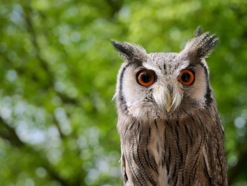 The Night Owl chronotype