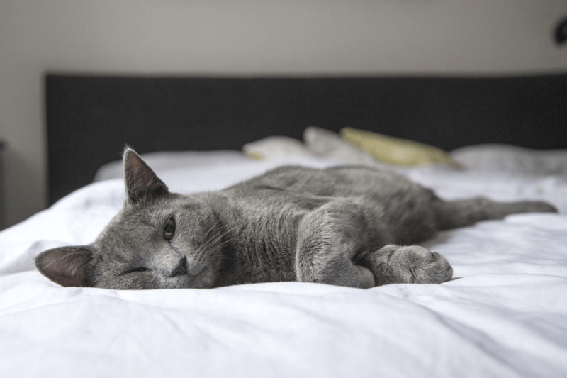 gray cat lying sprawled on bed