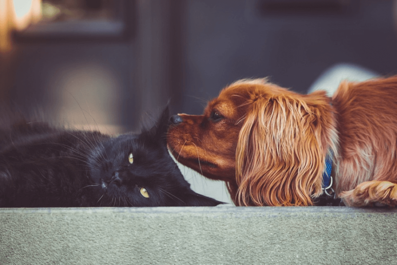 A black cat being sniffed by a dog