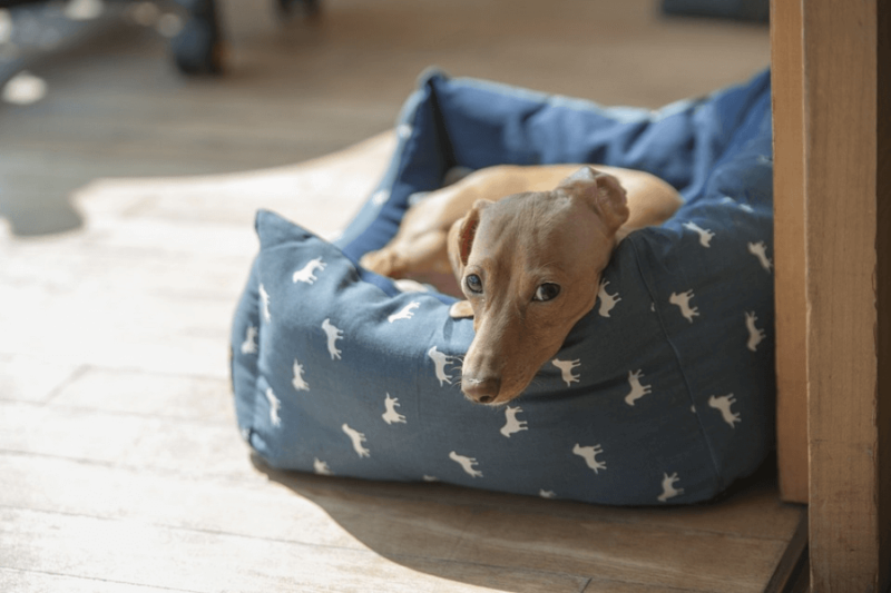 medium sized brown dog lying down on blue dog bed on floor