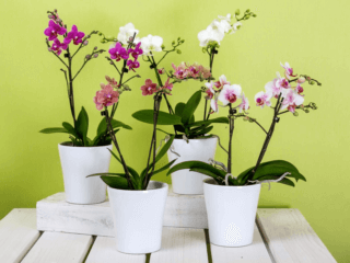 Top Pet-Friendly Bedroom Plants moth orchids